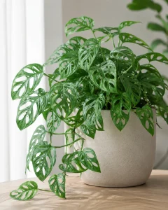 A special type of monstera which has small leaves