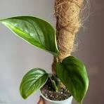 Small Leaves Monstera Types