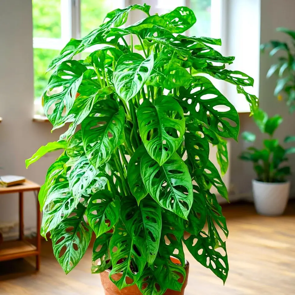 Rare Monstera Types