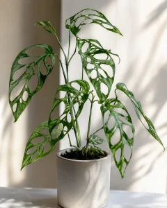 Famous Monstera Varieties Owned By Collectors World Wide