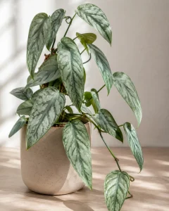 good for hanging and this type of monstera has silver green leaves