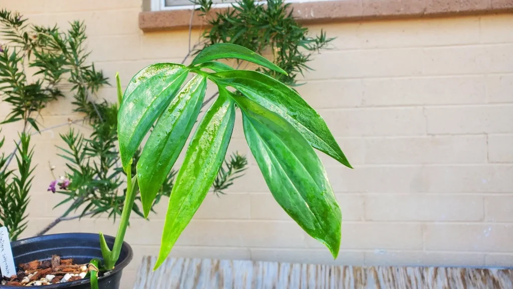 Monstera Subpinnata