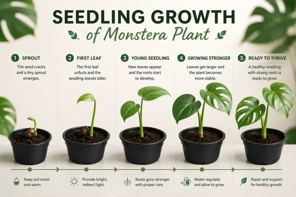 Seedling Growth of monstera plant