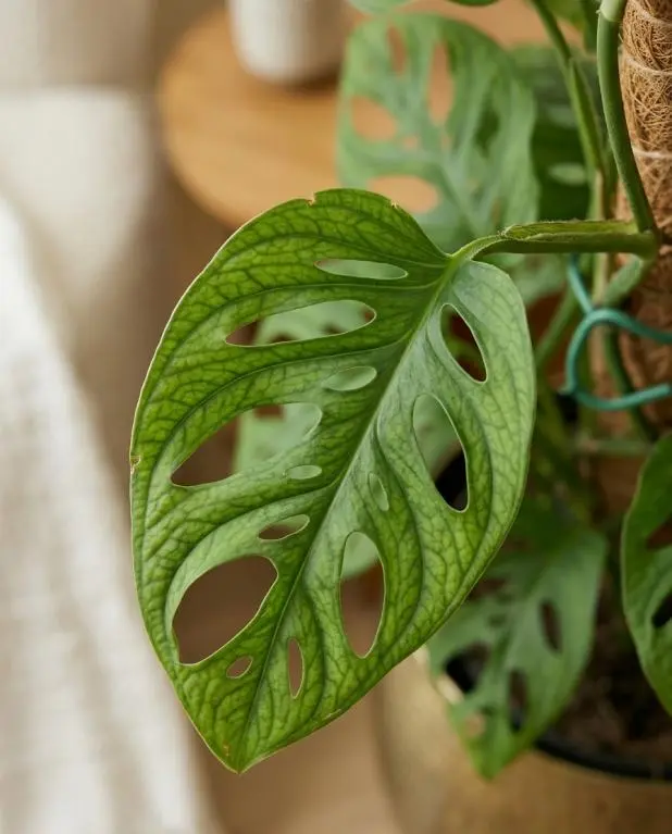 Monstera Esqueleto: