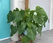 Monstera Gigas